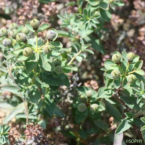 Euphorbe de Duval - Euphorbia duvalii