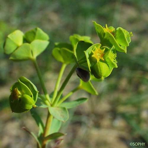 Euphorbe de Portland - Euphorbia segetalis subsp. portlandica