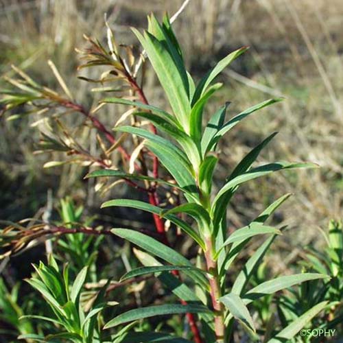 Euphorbe de Terracine - Euphorbia terracina