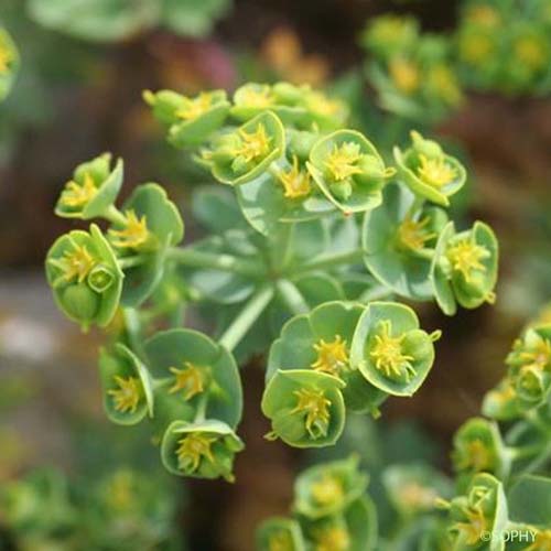 Euphorbe des Baléares - Euphorbia pithyusa