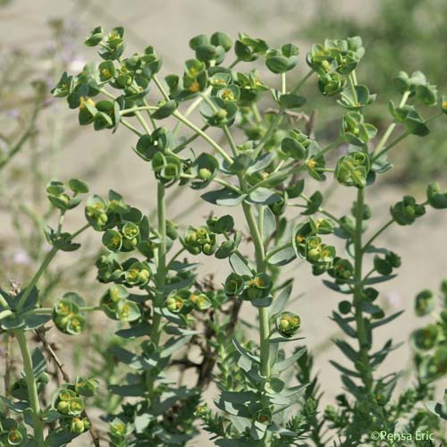 Euphorbe des dunes - Euphorbia paralias