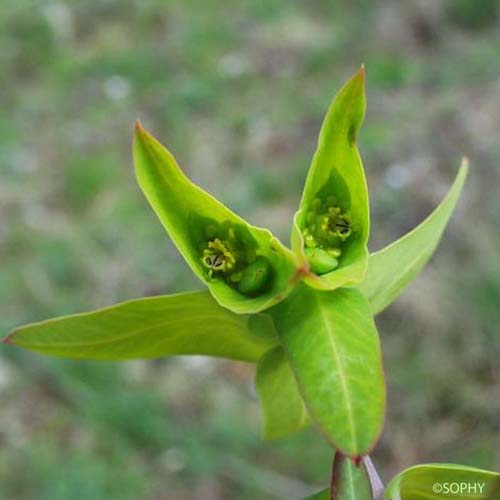 Euphorbe des jardins - Euphorbia lathyris