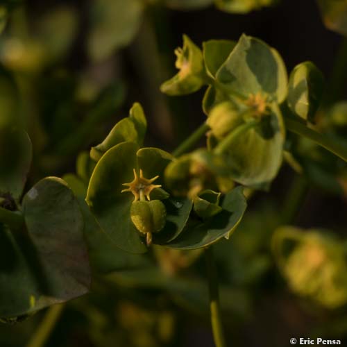 Euphorbe des moissons - Euphorbia segetalis subsp. segetalis