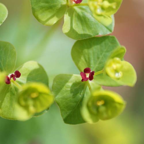 Euphorbe douce - Euphorbia dulcis subsp. purpurata