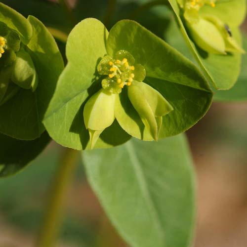 Euphorbe douce - Euphorbia dulcis subsp. incompta