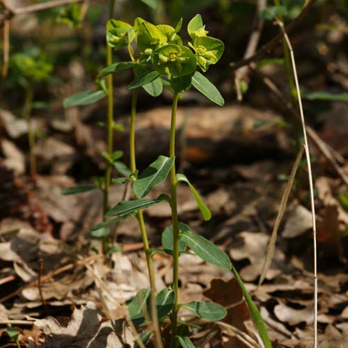 Euphorbe douce - Euphorbia dulcis subsp. purpurata