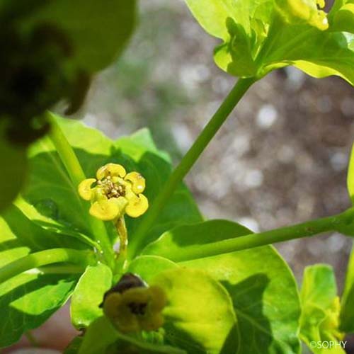 Euphorbe de Canut - Euphorbia canutii