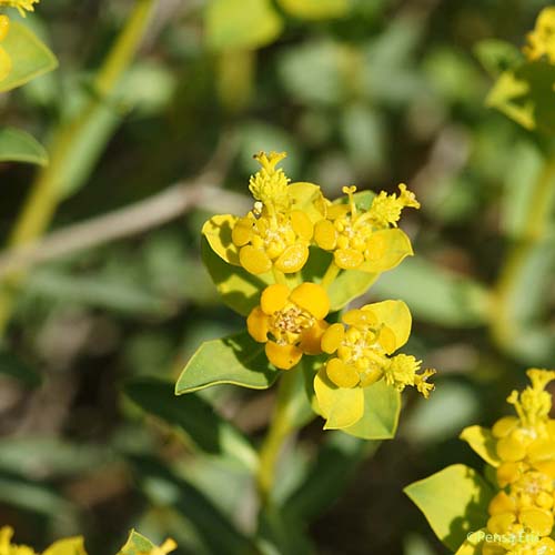 Euphorbe épineuse - Euphorbia spinosa