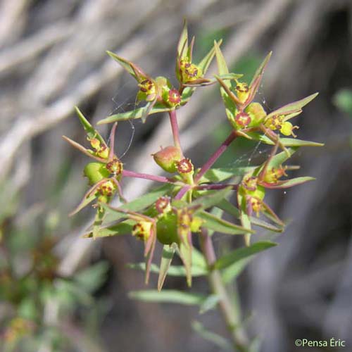 Euphorbe exiguë - Euphorbia exigua