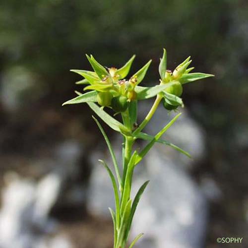 Euphorbe exiguë - Euphorbia exigua