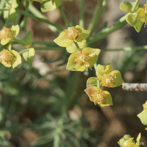 Euphorbe Petit-cyprès - Euphorbia cyparissias