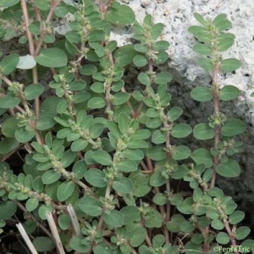 Euphorbe petit-figuier - Euphorbia chamaesyce