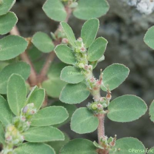 Euphorbe petit-figuier - Euphorbia chamaesyce