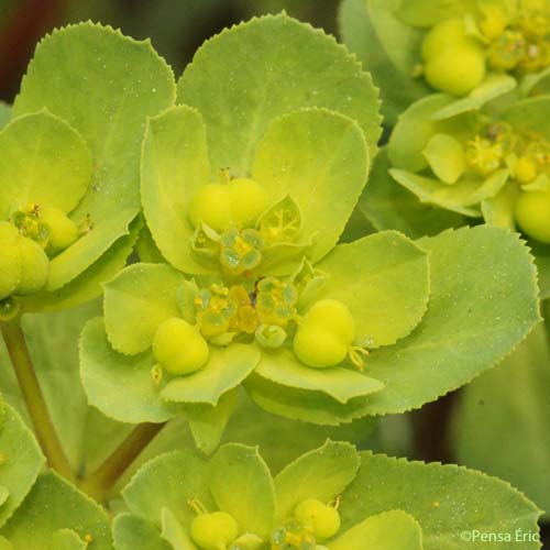 Euphorbe Réveille-matin - Euphorbia helioscopia subsp. helioscopia