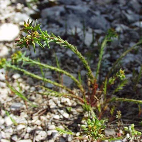 Euphorbe sillonée - Euphorbia sulcata