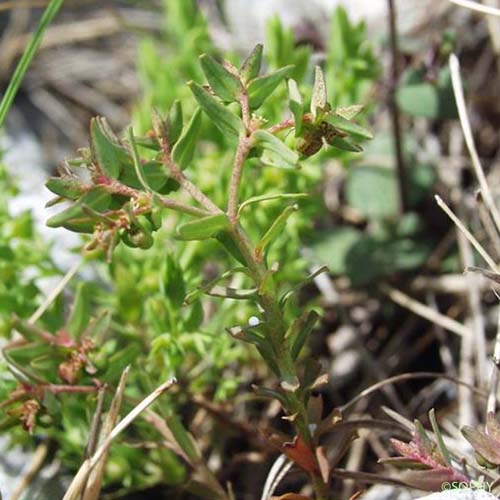 Euphorbe sillonée - Euphorbia sulcata