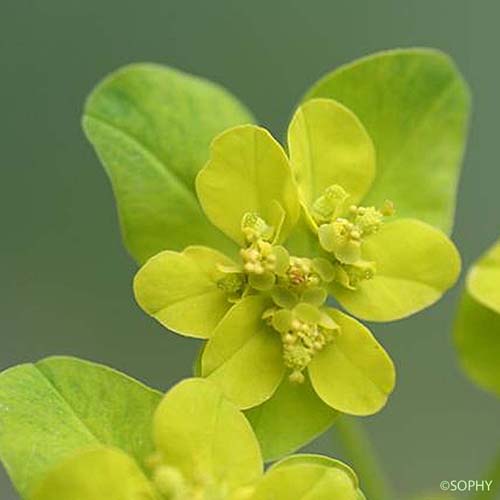 Euphorbe verruqueuse - Euphorbia verrucosa