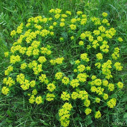 Euphorbe verruqueuse - Euphorbia verrucosa