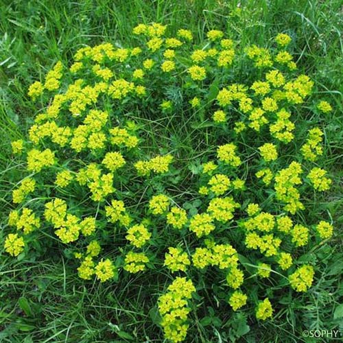 Euphorbe verruqueuse - Euphorbia flavicoma subsp. verrucosa