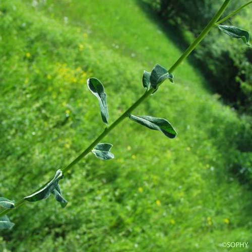 Euphorbe verruqueuse - Euphorbia verrucosa