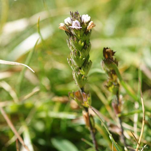 Euphraise à feuilles en peigne - Euphrasia pectinata