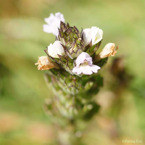 Euphraise à feuilles en peigne - Euphrasia pectinata