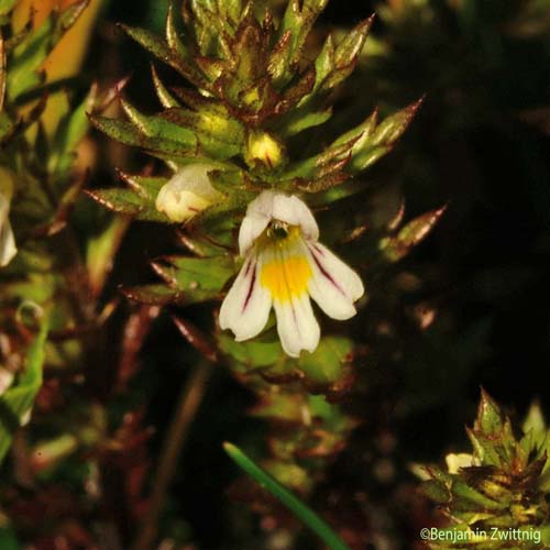 Euphraise de Salzbourg - Euphrasia salisburgensis
