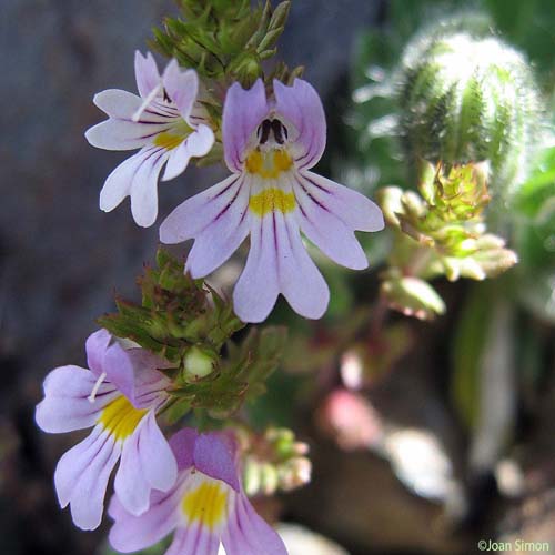 Euphraise de Salzbourg - Euphrasia salisburgensis