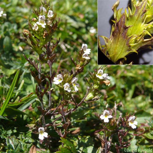 Euphraise de Salzbourg - Euphrasia salisburgensis