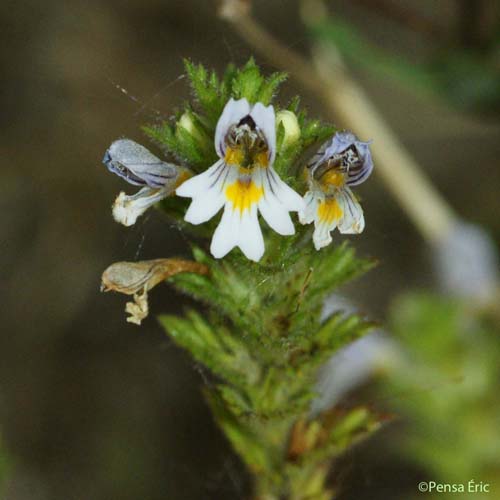 Euphraise hérissée - Euphrasia hirtella