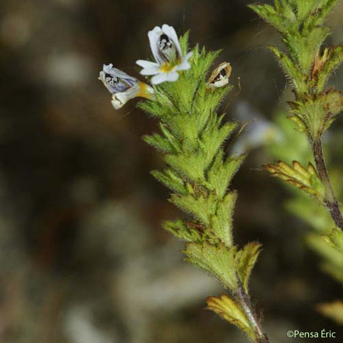 Euphraise hérissée - Euphrasia hirtella