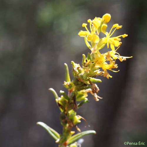 Euphraise jaune - Odontites luteus subsp. luteus