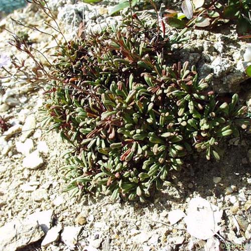 Faux Limonium nain - Limonium pseudominutum