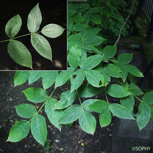 Faux Pistachier - Staphylea pinnata