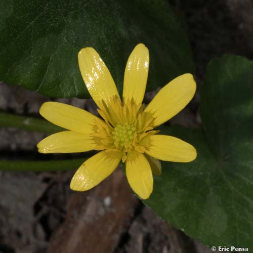 Ficaire à bulbilles - Ficaria verna