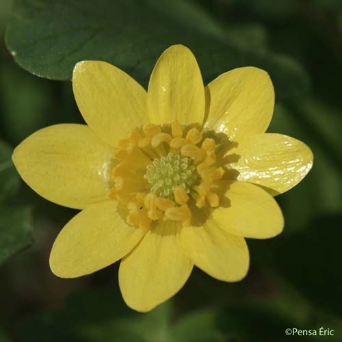 Ficaire à grandes fleurs - Ficaria verna subsp. grandiflora