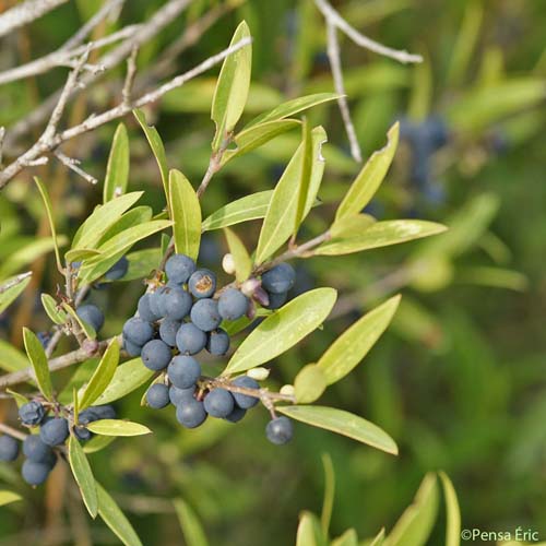 Filaire à feuilles étroites - Phillyrea angustifolia