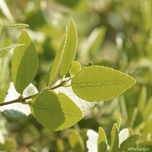 Filaire à feuilles larges - Phillyrea latifolia