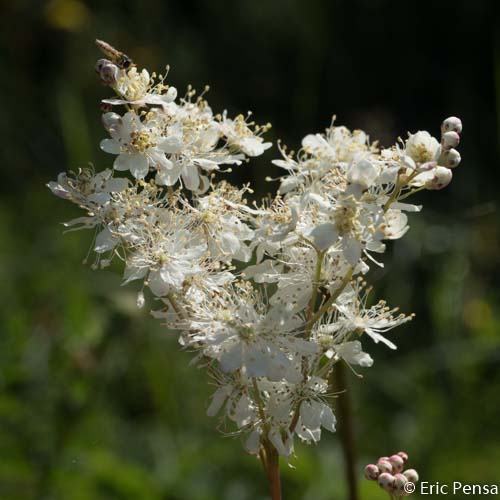 Filipendule commune - Filipendula vulgaris