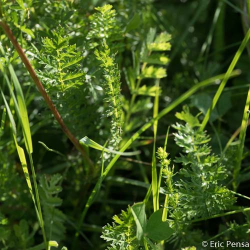 Filipendule commune - Filipendula vulgaris