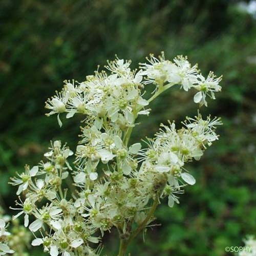 Filipendule Ulmaire - Filipendula ulmaria