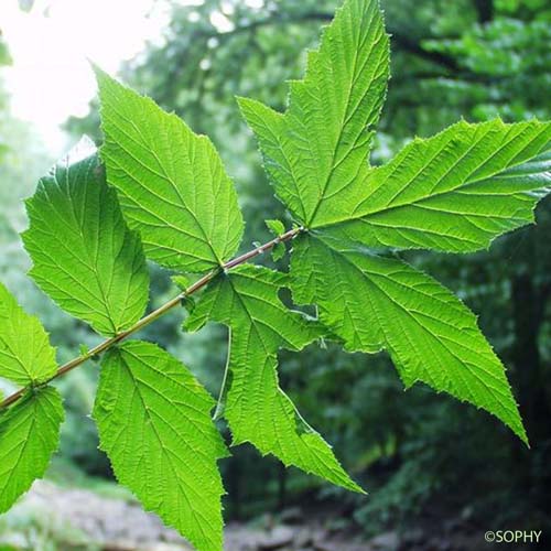 Filipendule Ulmaire - Filipendula ulmaria