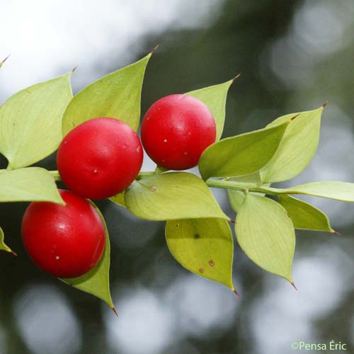 Fragon - Ruscus aculeatus