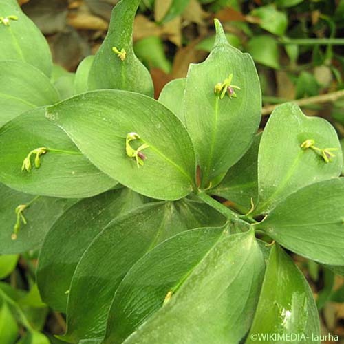 Fragon à langues - Ruscus hypoglossum