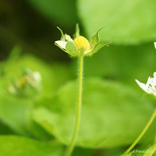 Fraisier musqué - Fragaria moschata