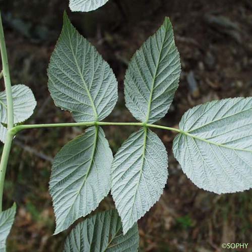 Framboisier - Rubus idaeus subsp. idaeus