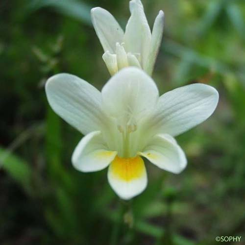 Freesia blanc - Freesia alba