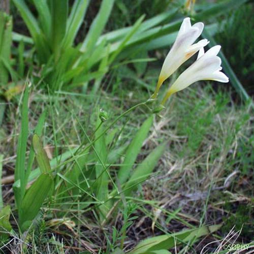 Freesia blanc - Freesia alba