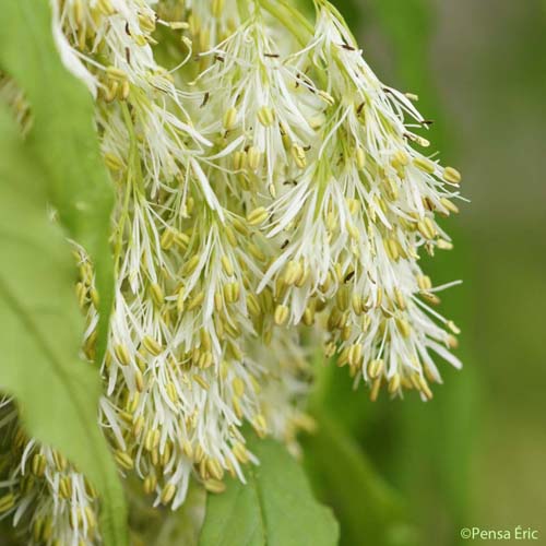 Frêne à fleurs - Fraxinus ornus subsp. ornus