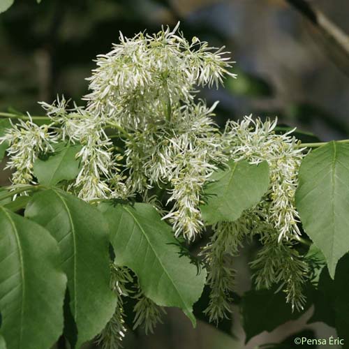 Frêne à fleurs - Fraxinus ornus subsp. ornus